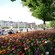 Flowers near trees and a bustling street